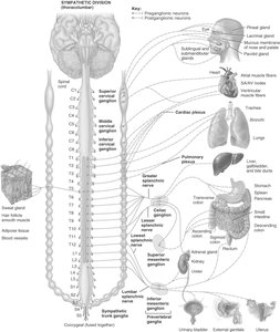 Sympathetic division pathways