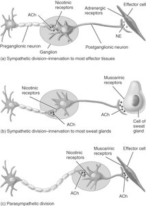 Cholinergic and adrenergic synapses in the ANS