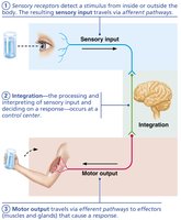 Diagram showing sensory input, integration, and motor output