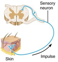 Sensory neuron pathway