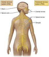 Diagram of CNS and PNS in the human body