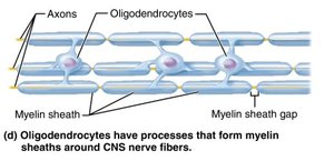 Oligodendrocytes forming myelin sheaths in the CNS