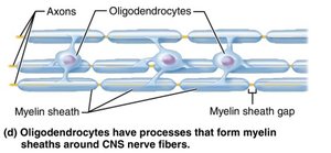 Oligodendrocytes myelinating CNS axons