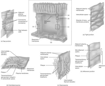 Diagram of various cell junctions including tight junctions, gap junctions, desmosomes, hemidesmosomes, and adherens junctions