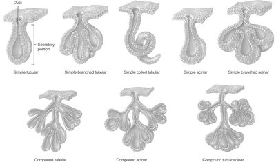 Examples of simple and compound exocrine glands