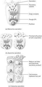 Diagram of merocrine, apocrine, and holocrine secretion methods