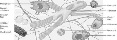 Diagram of connective tissue showing various cell types and fibers