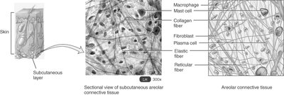 Sectional view of areolar connective tissue