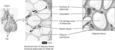 Sectional view of adipose tissue showing adipocytes
