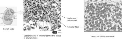 Sectional view of reticular connective tissue in a lymph node