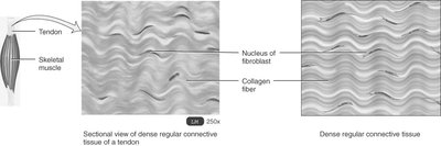 Sectional view of dense regular connective tissue in a tendon