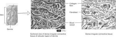 Sectional view of dense irregular connective tissue in the dermis