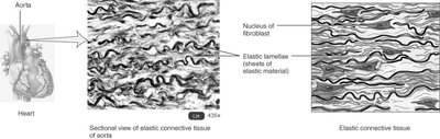 Sectional view of elastic connective tissue in the aorta