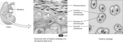 Sectional view of hyaline cartilage in a developing fetal bone