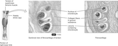 Sectional view of fibrocartilage in a tendon