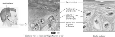 Sectional view of elastic cartilage in the auricle of the ear