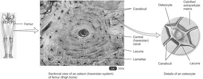 Sectional view of an osteon in compact bone