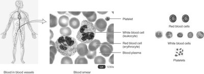 Blood smear showing red blood cells, white blood cells, and platelets