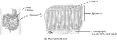 Diagram of a mucous membrane in the small intestine