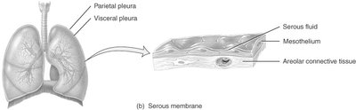 Diagram of a serous membrane in the pleura
