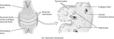 Diagram of a synovial membrane in a joint