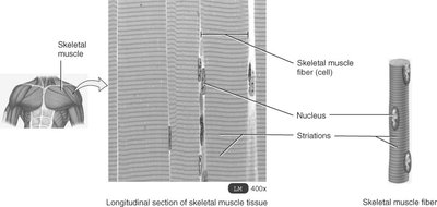Longitudinal section of skeletal muscle tissue
