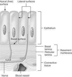 Diagram showing the structure of epithelial tissue, including apical and basal surfaces, basement membrane, and underlying connective tissue