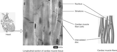 Longitudinal section of cardiac muscle tissue