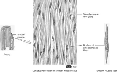 Longitudinal section of smooth muscle tissue