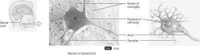 Neuron of spinal cord showing cell body, dendrites, and axon