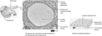 Sectional view of simple cuboidal epithelium in the pancreas