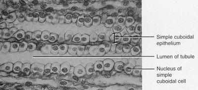 Sectional view of simple cuboidal epithelium in kidney tubules