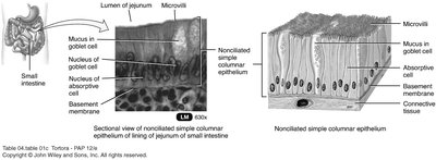 Sectional view of nonciliated simple columnar epithelium in the small intestine