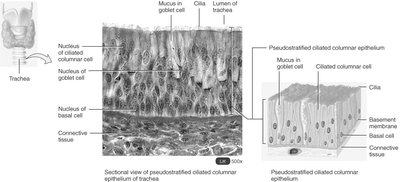 Sectional view of pseudostratified ciliated columnar epithelium in the trachea
