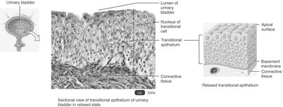 Sectional view of transitional epithelium in the urinary bladder