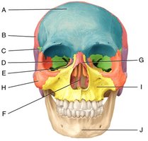 Labeled skull (anterior view)