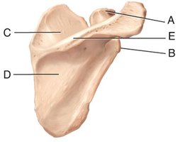 Scapula (posterior view)