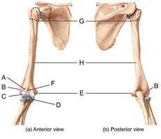 Humerus (anterior and posterior views)