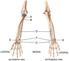 Radius and ulna (anterior and posterior views)