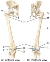 Femur (anterior and posterior views)