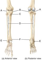 Tibia and fibula (anterior and posterior views)