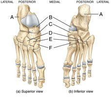 Tarsal bones (superior and inferior views)