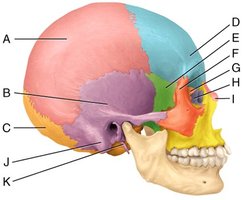 Labeled skull (lateral view)