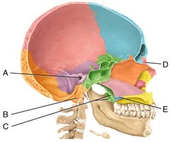 Labeled skull (medial view)