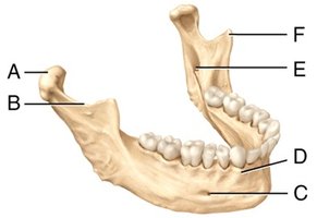 Mandible (lateral view)