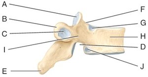Vertebra (lateral view)