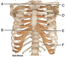 Rib cage (anterior view)