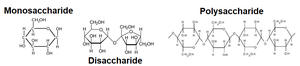 Monosaccharide, disaccharide, and polysaccharide structures