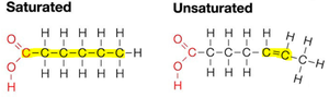 Structure of a lipid molecule
