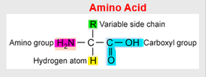 General structure of an amino acid